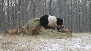 Winter on the pasture with the belted bull