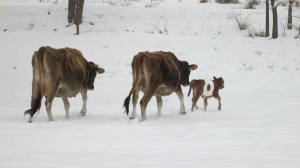 Mother and grandmother show "Spot" around in snow. 