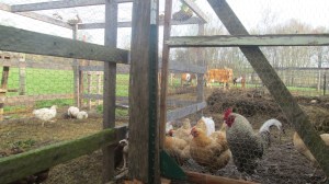 Meat birds have taken over the coop and laying hens (with rooster) have compost detail. 