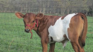 "Poppy" born 3/29/15